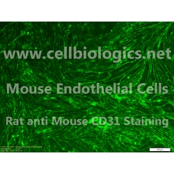 CD1 Mouse Primary Spleen Endothelial Cells
